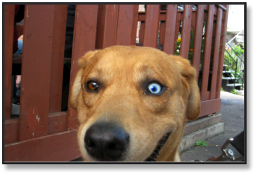 13 - Perro Loco par ALAIN BELLAÏCHE.jpg